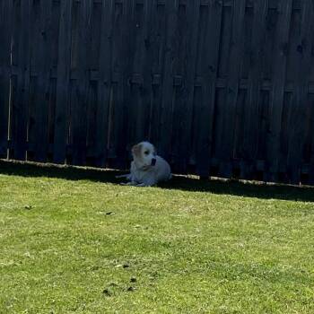 Ruth -  Great Pyrenees and Mixed Breed Dog Available for Adoption in Fayetteville, Arkansas - Ruth | PetCurious