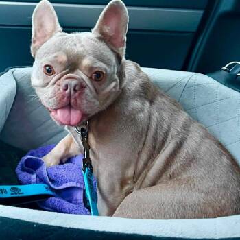 Roxy -  French Bulldog Dog for Adoption in Huber Heights, Ohio - Roxy | PetCurious