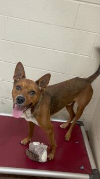 Rescue Australian Cattle Dog Blue Heeler and Mixed Breed Dogs for Adoption in Collierville, Tennessee - Red | PetCurious