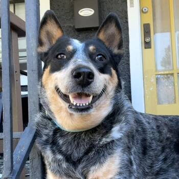Dolly -  Australian Cattle Dog Blue Heeler Dog for Adoption in Richmond, Virginia - Dolly | PetCurious