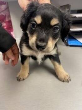 Dachshund and Chihuahua Dogs Available for Adoption - MIKEY | PetCurious