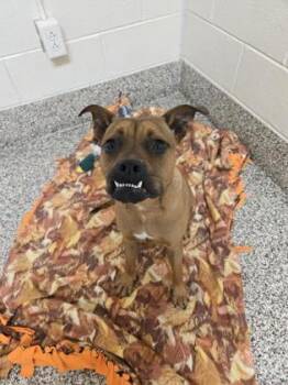 Skittles -  Mixed Breed Dog for Adoption in Westland, Michigan - Skittles | PetCurious