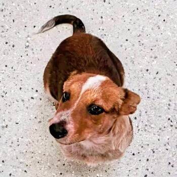 Mixed Breed Dogs Available for Adoption in Huntsville, Arkansas - (Vet ?) Rusty | PetCurious