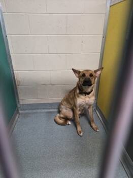 Rescue German Shepherd Dog and Mixed Breed Dogs for Adoption - MADDIE | PetCurious