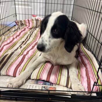 Azure -  Labrador Retriever and Mixed Breed Dog for Adoption in West Point, Mississippi - Azure | PetCurious
