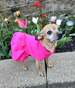 Chihuahua Dogs Available for Adoption in Council Bluffs, Iowa - Valerie | PetCurious