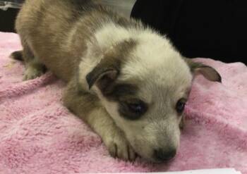 Siberian Husky and Mixed Breed Dogs Available for Adoption in Riverside, California - VESTA | PetCurious