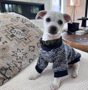 Chihuahua Dogs Available for Adoption in Denver, Colorado - Lil Boy | PetCurious
