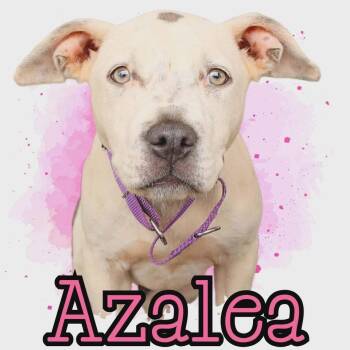 Azalea -  Boxer and American Staffordshire Terrier Dog for Adoption in Stockbridge, Georgia - Azalea | PetCurious