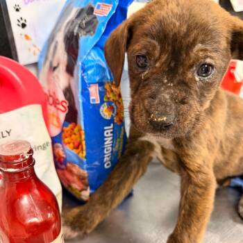 Plott Hound Dogs Available for Adoption - Cordelia | PetCurious
