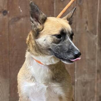 Shepherd and Cattle Dog Dogs Available for Adoption in Ennis, Texas - Sissee | PetCurious