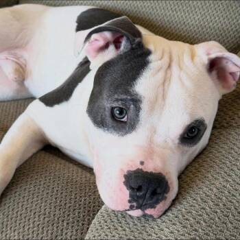 Pit Bull Terrier and Bulldog Dogs Available for Adoption in Philadelphia, Pennsylvania - Rocco | PetCurious