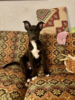 Lain -  Labrador Retriever Dog Available for Adoption in Houston, Texas - Lain | PetCurious