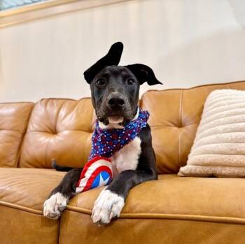 Onyx Baby the Sweet Boy Special -  Pit Bull Terrier and Labrador Retriever Dog for Adoption in Friendswood, Texas - Onyx Baby The Sweet Boy Special | PetCurious