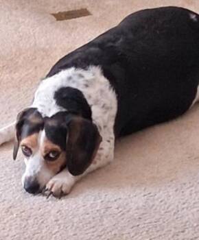 Bandit -  Beagle Dog for Adoption in Westminster, Maryland - Bandit | PetCurious