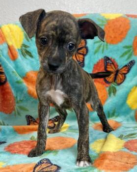 Rocky Road -  Chihuahua Dog for Adoption in Jamestown, California - Rocky Road | PetCurious