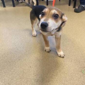 Mike -  Cardigan Welsh Corgi and Beagle Dog for Adoption in West Palm Beach, Florida - Mike | PetCurious