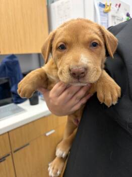 German Shepherd Dog Dogs Available for Adoption in Hartsville, South Carolina - Hailey (Hx8) | PetCurious