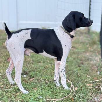 Rescue German Shorthaired Pointer Dogs for Adoption in Lakewood Ranch, Florida - Zeus | PetCurious