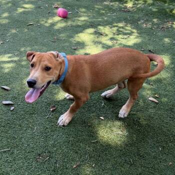 Anthony -  Basset Hound and Black Mouth Cur Dog for Adoption in Lakeland, Florida - Anthony | PetCurious