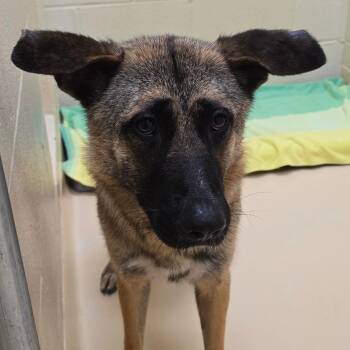 Meeko -  Mixed Breed Dog for Adoption in Winston-salem, North Carolina - Meeko | PetCurious