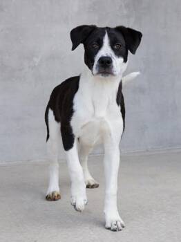 Muna -  Mixed Breed Dog Available for Adoption in Longmont, Colorado - Muna | PetCurious