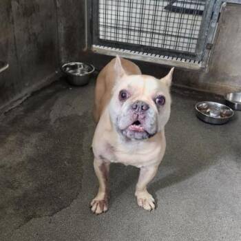 French Bulldog Dogs Available for Adoption - Jax A2256844 | PetCurious