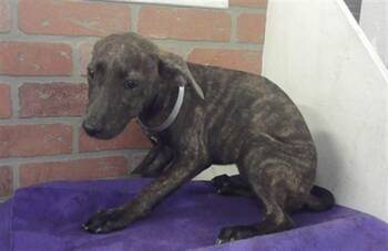 A2082379 -  German Shepherd Dog and Mixed Breed Dog for Adoption in Houston, Texas - A2082379 | PetCurious