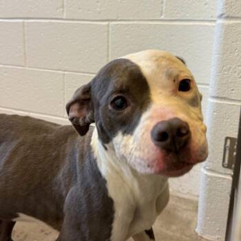 Mixed Breed Dogs Available for Adoption - Clementine | PetCurious