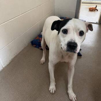 Coconut 26-0579 -  Pit Bull Terrier Dog for Adoption in Yanceyville, North Carolina - Coconut 26-0579 | PetCurious