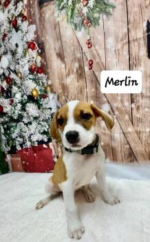 Rescue English Pointer and Boxer Dogs for Adoption in Urbana, Ohio - Merlin | PetCurious