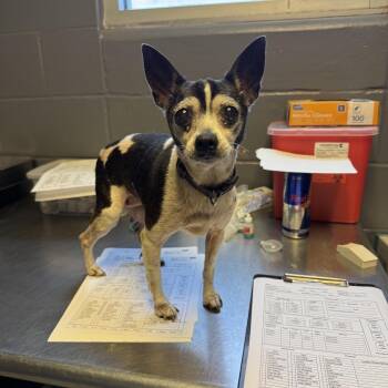 TUSC-Stray-84741_2 -  Chihuahua and Mixed Breed Dog for Adoption in Tuscaloosa, Alabama - TUSC-Stray-84741_2 | PetCurious