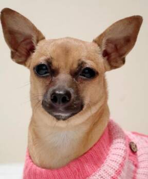 Rescue Chihuahua Dogs for Adoption in Temecula, California - Cookie | PetCurious