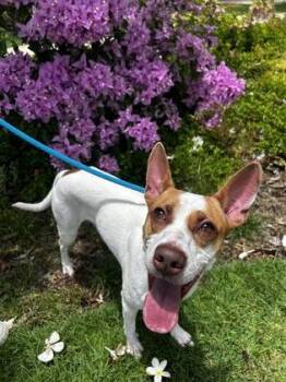Apollo -  Parson Russell Terrier and Mixed Breed Dog Available for Adoption in Honolulu, Hawaii - Apollo | PetCurious