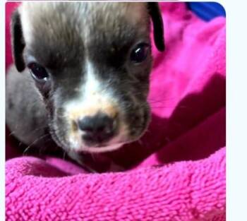 Leonardo -  Boxer and Mixed Breed Dog for Adoption in West Memphis, Arkansas - Leonardo | PetCurious