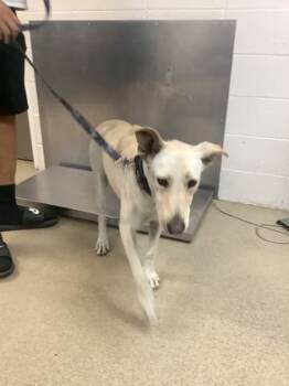Rescue Border Collie and Mixed Breed Dogs for Adoption in Fort Worth, Texas - Maki | PetCurious