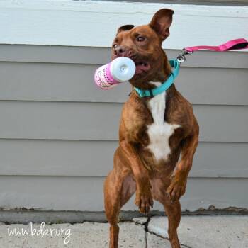 Cherry -  Mixed Breed Dog for Adoption in Cheyenne, Wyoming - Cherry | PetCurious
