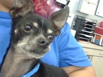 Mixed Breed Dogs Available for Adoption - MANGO | PetCurious