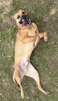 DJ -  Belgian Shepherd Malinois and Terrier Dog for Adoption in Manistee, Michigan - DJ | PetCurious