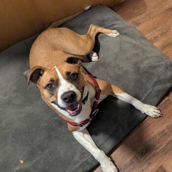 Boxer and Pit Bull Terrier Dogs Available for Adoption - Belle | PetCurious