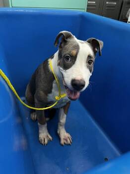MISO -  Mixed Breed Dog for Adoption in Dallas, Texas - MISO | PetCurious