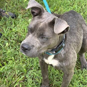 Howard -  Pit Bull Terrier Dog for Adoption in Charles City, Virginia - Howard | PetCurious