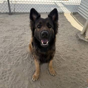 JENNA -  German Shepherd Dog Dog for Adoption in Thousand Palms, California - JENNA | PetCurious