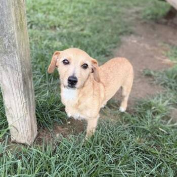 Mad Max -  Wirehaired Terrier and Wirehaired Dachshund Dog for Adoption in Carencro, Louisiana - Mad Max | PetCurious