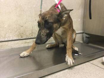 HEIDI -  Belgian Shepherd Malinois Dog for Adoption in Riverside, California - HEIDI | PetCurious