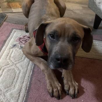 Mastiff and Cane Corso Dogs Available for Adoption in Manchester, Pennsylvania - Atkin | PetCurious