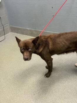 Rescue Pit Bull Terrier and Siberian Husky Dogs for Adoption in Las Vegas, Nevada - SANSA | PetCurious