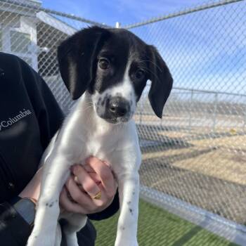 Dachshund Dogs Available for Adoption - Linus | PetCurious