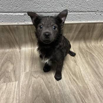Spaniel Dogs Available for Adoption in San Jacinto, California - Pop Rocks | PetCurious