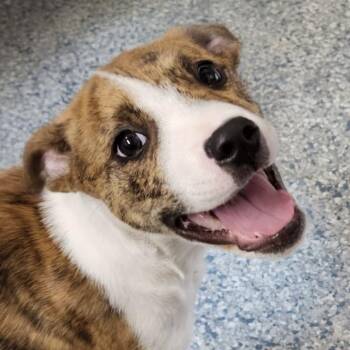 Ruffles -  Terrier Dog for Adoption - Ruffles | PetCurious